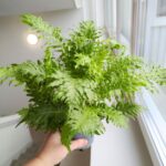 Paproć BLECHNUM GIBBUM Silver Lady - obrazek 4