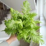 Paproć BLECHNUM GIBBUM Silver Lady