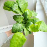 Kalatea / Calathea Network - obrazek 9