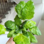 Kalatea / Calathea Network - obrazek 5