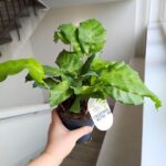 Kalatea / Calathea Network - obrazek 6