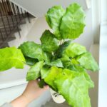 Kalatea / Calathea Network - obrazek 4