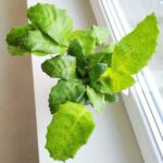 Kalatea / Calathea Network - obrazek 10