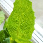 Kalatea / Calathea Network - obrazek 11