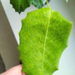 Kalatea / Calathea Network - obrazek 12