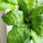 Kalatea / Calathea Network - obrazek 8