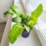 Kalatea / Calathea Network - obrazek 7