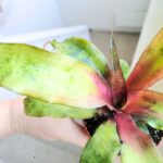 Cryptanthus Strawberry Flambee - obrazek 8