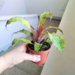 Cryptanthus Strawberry Flambee - obrazek 9