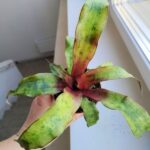 Cryptanthus Strawberry Flambee - obrazek 7