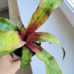 Cryptanthus Strawberry Flambee - obrazek 6