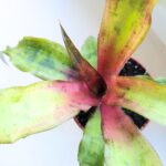 Cryptanthus Strawberry Flambee - obrazek 5