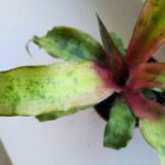 Cryptanthus Strawberry Flambee - obrazek 4