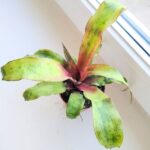 Cryptanthus Strawberry Flambee - obrazek 3