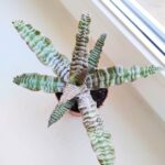 Cryptanthus zonatus - obrazek 2