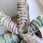 Cryptanthus zonatus - obrazek 8