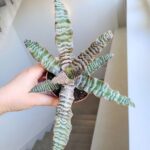 Cryptanthus zonatus - obrazek 9