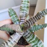 Cryptanthus zonatus - obrazek 7