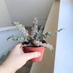 Cryptanthus zonatus - obrazek 6
