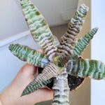 Cryptanthus zonatus - obrazek 5