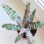 Cryptanthus zonatus