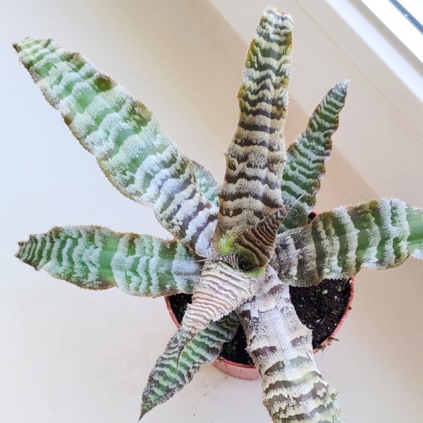 cryptanthus zonatus (8) Cryptanthus zonatus - obrazek 1