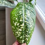 Dieffenbachia / Difenbachia Spoon - obrazek 13