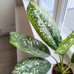 Dieffenbachia / Difenbachia Spoon - obrazek 9