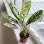 Dieffenbachia / Difenbachia Spoon - obrazek 10