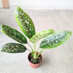 Dieffenbachia / Difenbachia Spoon - obrazek 2