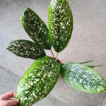 Dieffenbachia / Difenbachia Spoon - obrazek 3