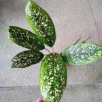 Dieffenbachia / Difenbachia Spoon - obrazek 4