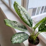 Dieffenbachia / Difenbachia Spoon - obrazek 5