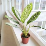 Dieffenbachia / Difenbachia Spoon - obrazek 6