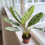 Dieffenbachia / Difenbachia Spoon - obrazek 7