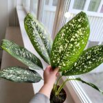 Dieffenbachia / Difenbachia Spoon - obrazek 12