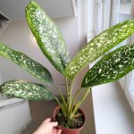Dieffenbachia / Difenbachia Spoon - obrazek 11
