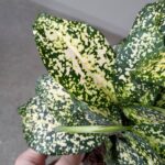 Dracena / Dracaena surculosa GOLD DUST - obrazek 6