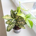 Dracena / Dracaena surculosa GOLD DUST