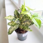 Dracena / Dracaena surculosa GOLD DUST - obrazek 2