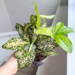 Dracena / Dracaena surculosa GOLD DUST - obrazek 4