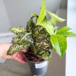 Dracena / Dracaena surculosa GOLD DUST - obrazek 7