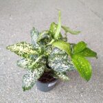 Dracena / Dracaena surculosa GOLD DUST - obrazek 5