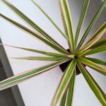 Dracena / Dracaena marginata Bicolor - obrazek 8