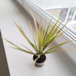Dracena / Dracaena marginata Bicolor - obrazek 2