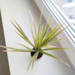 Dracena / Dracaena marginata Bicolor