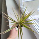 Dracena / Dracaena marginata Bicolor - obrazek 4