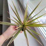 Dracena / Dracaena marginata Bicolor - obrazek 5