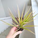 Dracena / Dracaena marginata Bicolor - obrazek 6