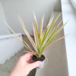 Dracena / Dracaena marginata Bicolor - obrazek 7